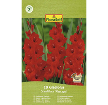 Balenie 10 veľkokvetých gladiol odrody ''Mascagni'' od FloraSelf
