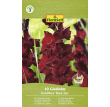 Balenie veľkokvetých gladiol odrody ''Black Star'' od FloraSelf, 10 kusov
