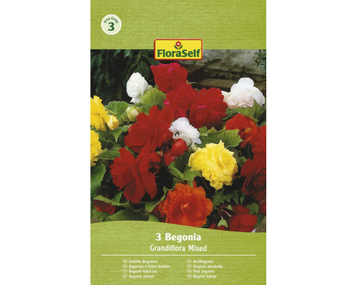 Begónia plnokvetá FloraSelf Grandiflora mix 3 ks