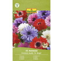 FloraSelf Veternica Coronaria double ''St. Brigid'', 15 kusov