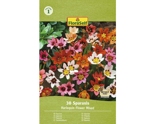 Sparaxis FloraSelf Sparaxis mix 30 ks