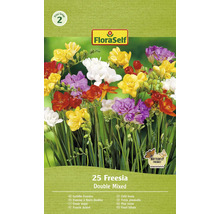 FloraSelf plné frézie, 25 kusov, dvojitá zmes