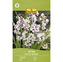 Balenie 30 cibuliek Ixia ''Spotlight''