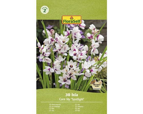 Ixia FloraSelf Ixia 'Spotlight' 30 ks