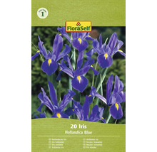 Balenie 20 holandských modrých kosatcov