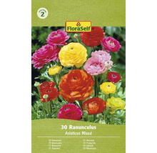FloraSelf Ranunculus, 30 kusov, zmiešané farby, kvetinové cibuľky pre záhradu