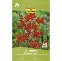 FloraSelf Montbrécie Lucifer, 12 kusov, záhradné kvety