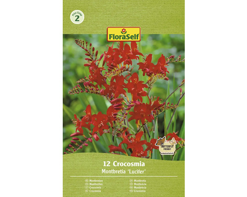 Montbrécia FloraSelf Crocosmia 'Lucifer' červená 12 ks