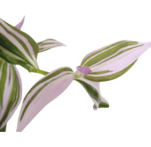 Izbová rastlina Tradescantia s pruhovanými listami.