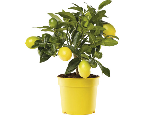 Limequat, mini citrus kmeň FloraSelf Citrus limonella výška cca 20 cm kvetináč Ø 12 cm