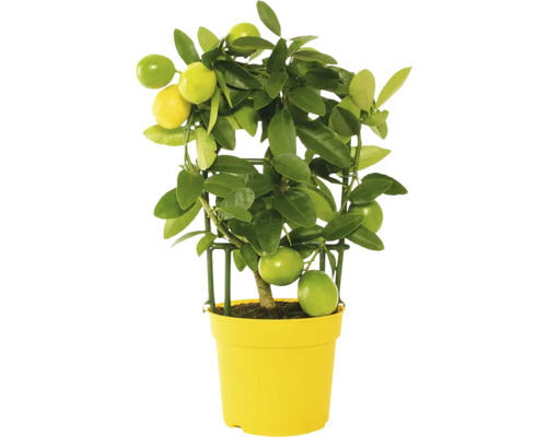 Limequat, mini citrus na špalieri FloraSelf Citrus limonella výška cca 22 cm kvetináč Ø 12 cm