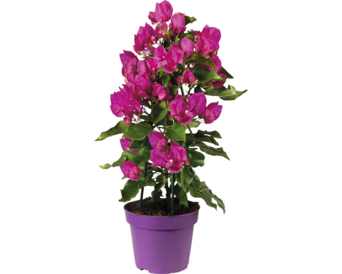 Bugenvilea FloraSelf Bougainvillea 'Vera Deep Purple' celková výška cca 40 cm kvetináč Ø 14 cm