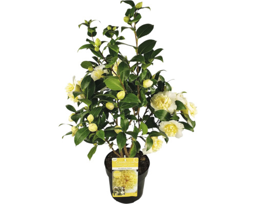 Kamélia Buschfields Yellow v kvetináči