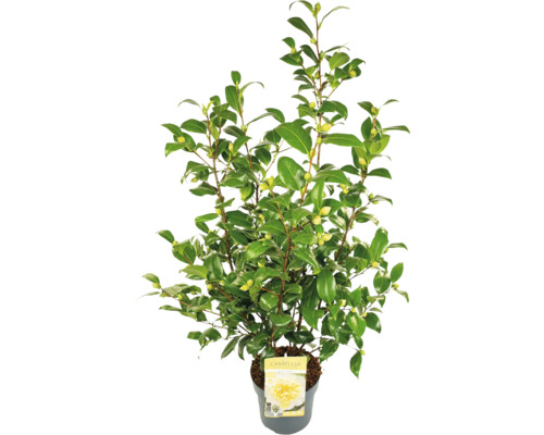 Kamelia v kvetináči so zelenými listami a púčikmi