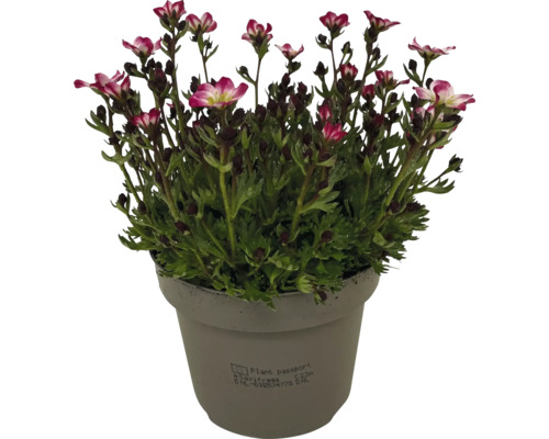 Saxifraga v kvetináči