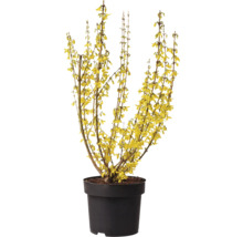 Zlatovka vo kvetináči so žltými kvetmi.