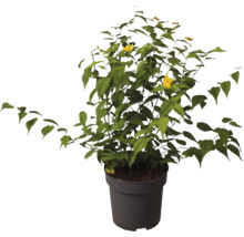 Pestovaná Lavatera v kvetináči