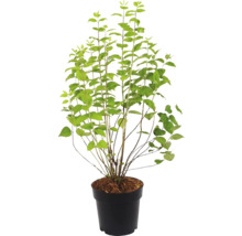 Drieň v kvetináči