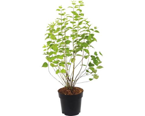 Drieň v kvetináči