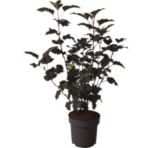 Tavola v kvetináči