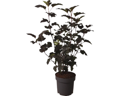 Tavola v kvetináči