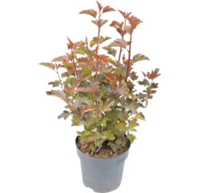 Tavoľa v kvetináči.