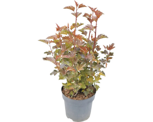 Tavoľa v kvetináči.