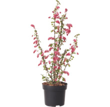 Ríbezľa krvavá v kvetináči s červenými kvetmi a zelenými listami