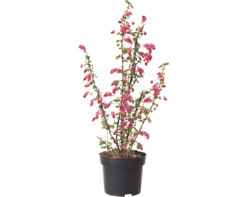 Ríbezľa krvavá v kvetináči s červenými kvetmi a zelenými listami