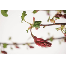 Kvitnúci okrasný ker s červenými kvetmi a zelenými listami.