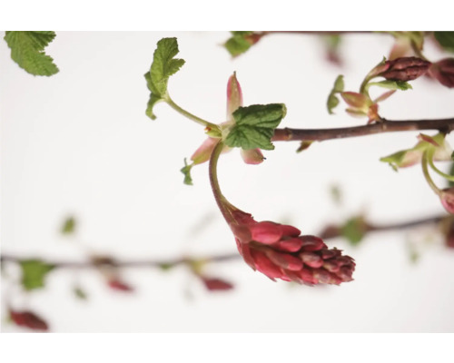 Kvitnúci okrasný ker s červenými kvetmi a zelenými listami.