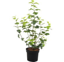 Čierna ríbezľa v kvetináči