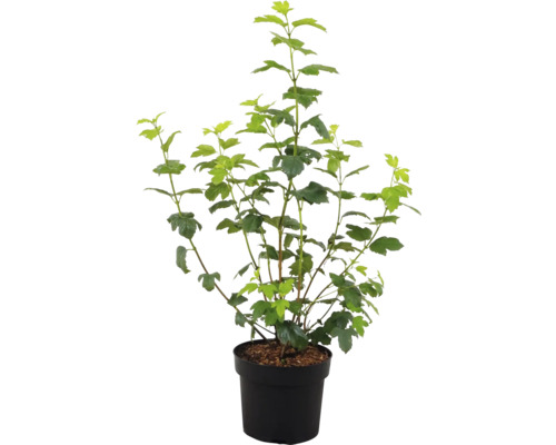 Čierna ríbezľa v kvetináči