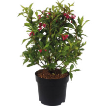 Kvitnúca Vajgélia v kvetináči