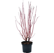 Drieň v kvetináči s červenými konármi