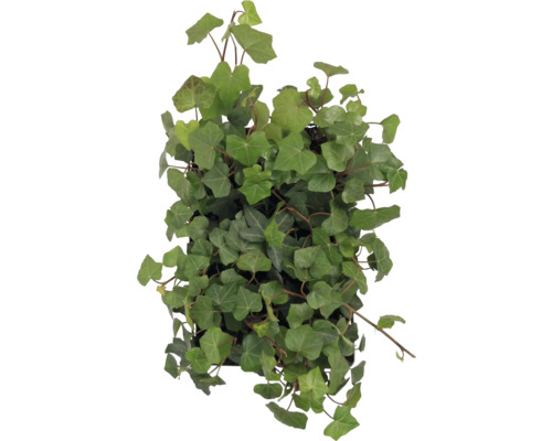 Izbová rastlina brečtan so zelenými listami