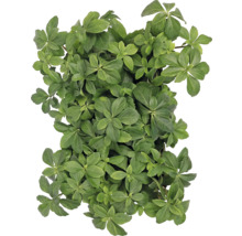 Pachysandra terminalis pôdopokryvná rastlina so zelenými listami