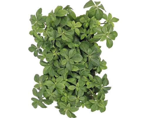 Pachysandra terminalis pôdopokryvná rastlina so zelenými listami