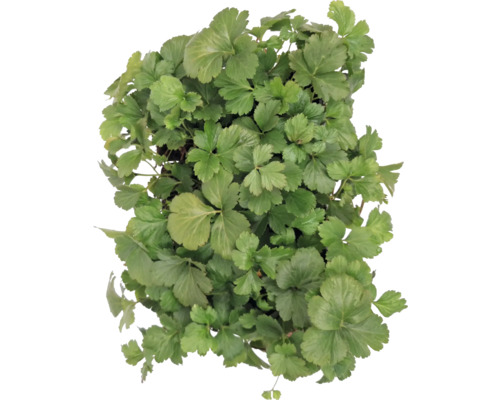 Detailný záber rastliny japonskej petržlenovej vňate so zelenými listami.