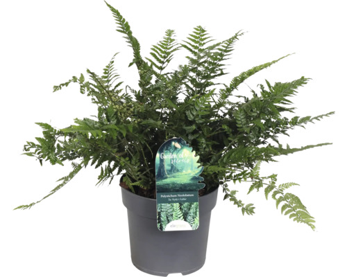 Papraďovec FloraSelf Polystichum neolobatum kvetináč Ø 14 cm