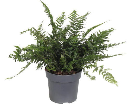 Zelená papraď v kvetináči