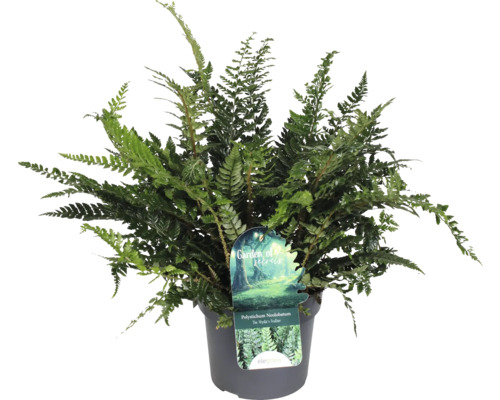 Papraďovec FloraSelf Polystichum neolobatum kvetináč Ø 19 cm