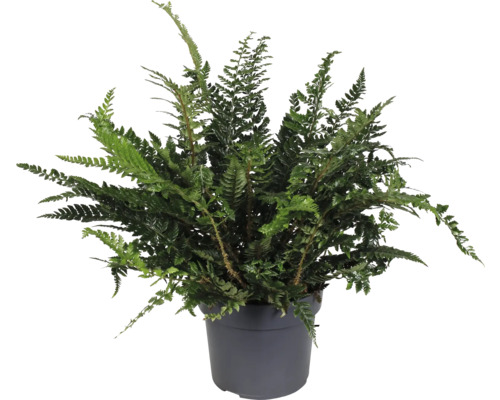 Papraď v kvetináči