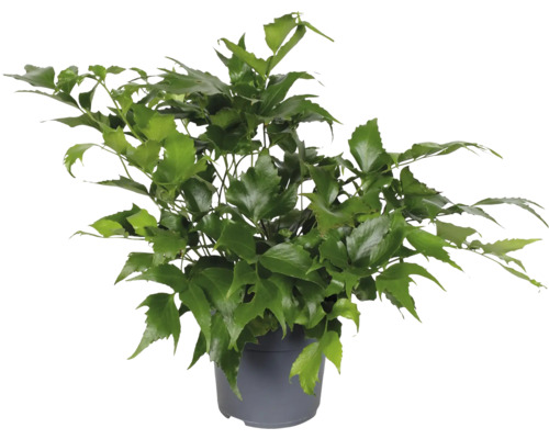 Izbová aralka v kvetináči