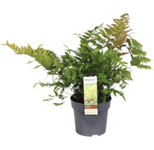 Papraď samčia v kvetináči