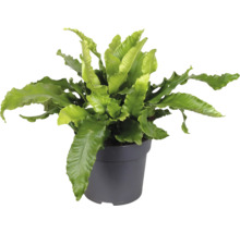 Papraď vtáčie hniezdo v kvetináči