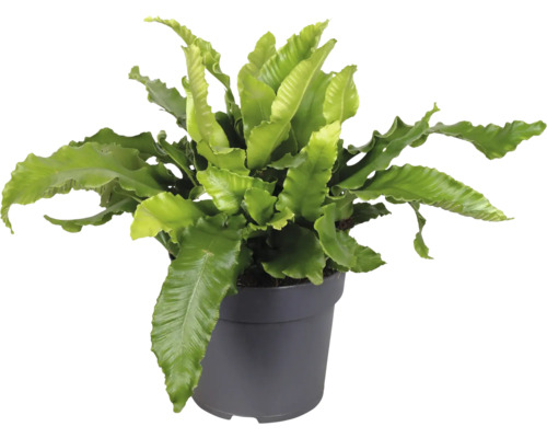 Papraď vtáčie hniezdo v kvetináči