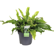 Papradka vtáčia v kvetináči