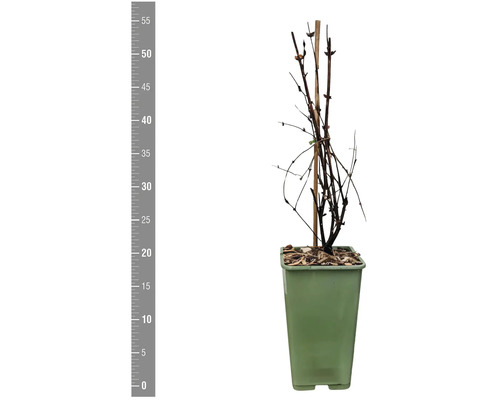 Krík s bobuľami v kvetináči s podpornými tyčami