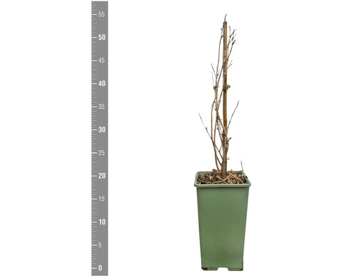 Mladá rastlina v kvetináči s podporným stĺpikom